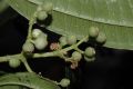 image of Miconia mesmeana