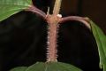 image of Miconia mesmeana