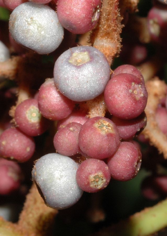 Melastomataceae Miconia tabayana