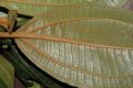 image of Miconia tabayana