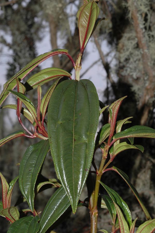 Melastomataceae Miconia latifolia