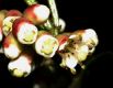 image of Miconia latifolia