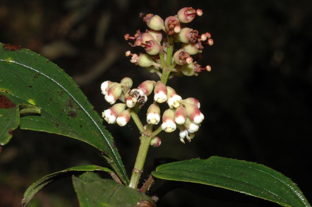 Melastomataceae Miconia latifolia