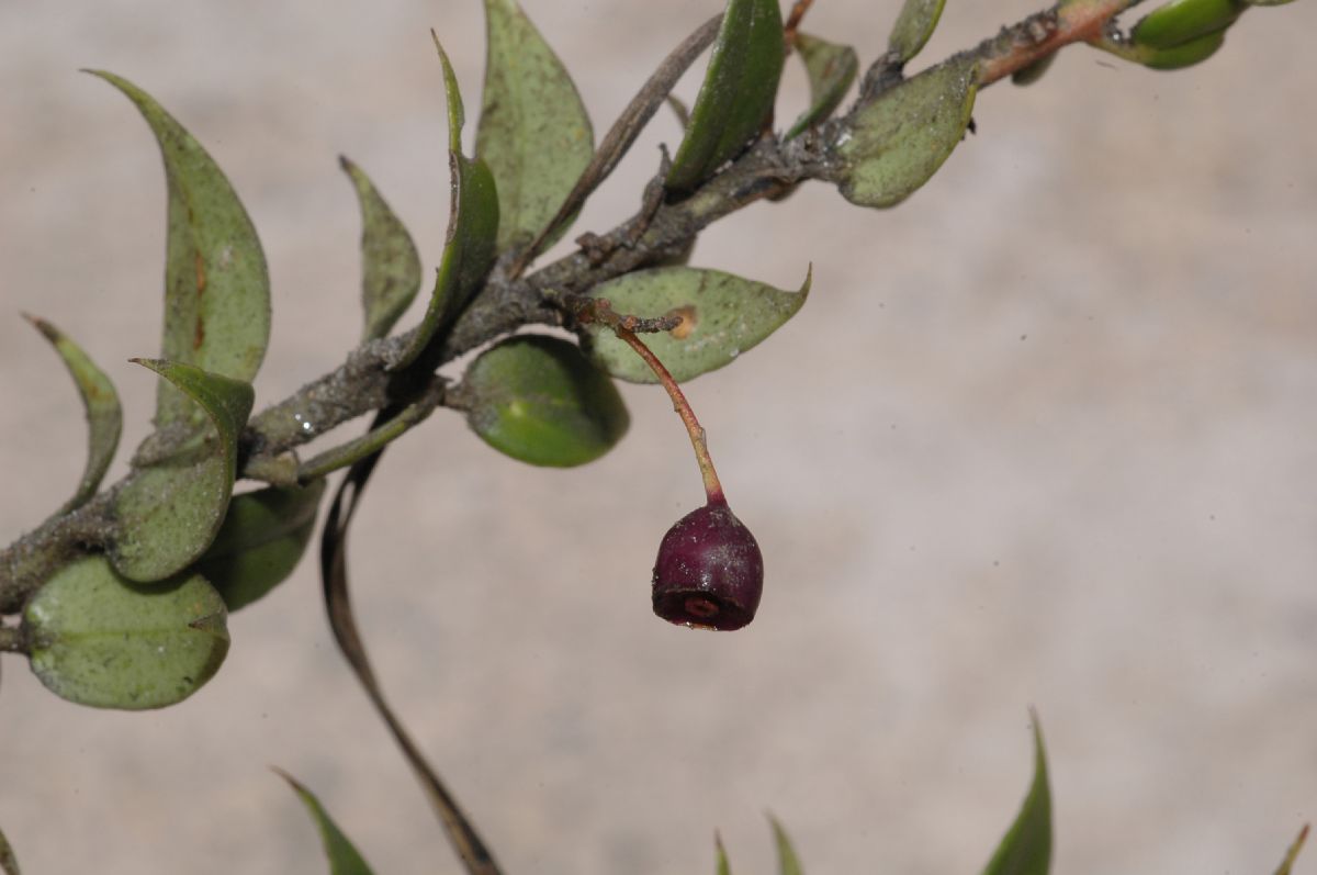 Ericaceae Themistoclesia dependens