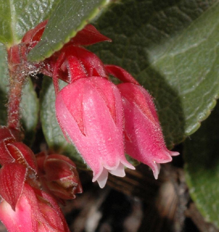 Ericaceae Gaultheria hapalotricha