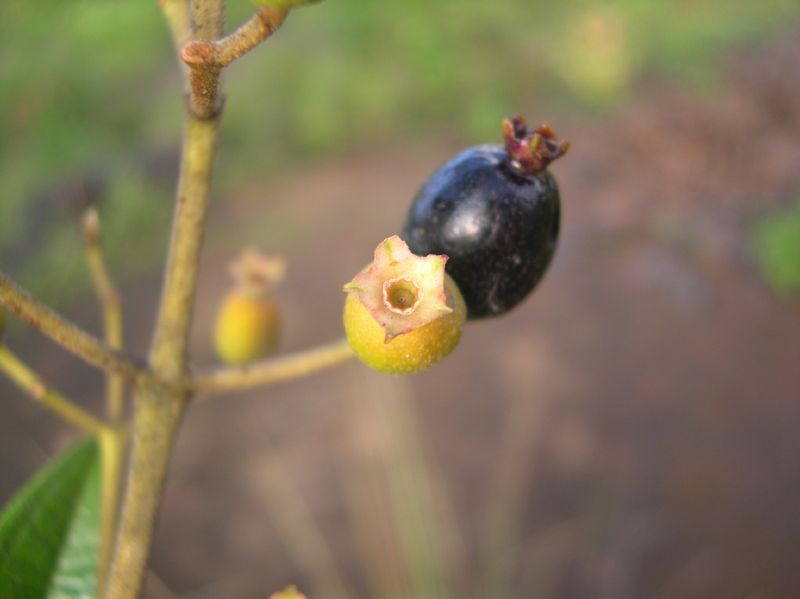 Melastomataceae Tetrazygia cristalensis