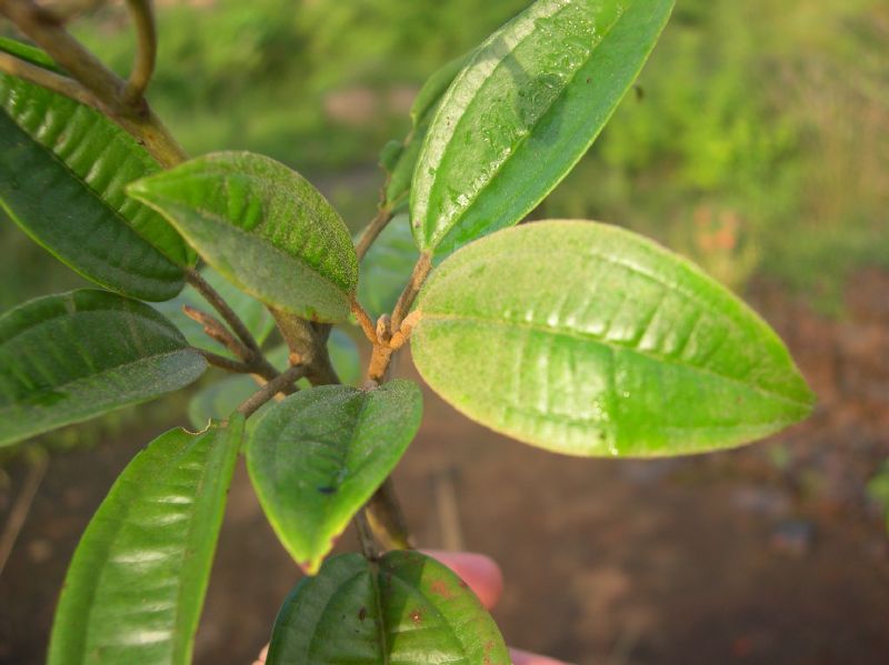 Melastomataceae Tetrazygia cristalensis