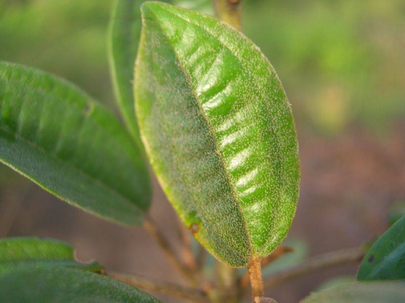 Melastomataceae Tetrazygia cristalensis