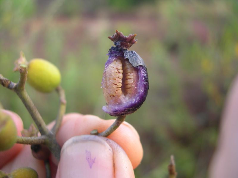 Melastomataceae Tetrazygia cristalensis