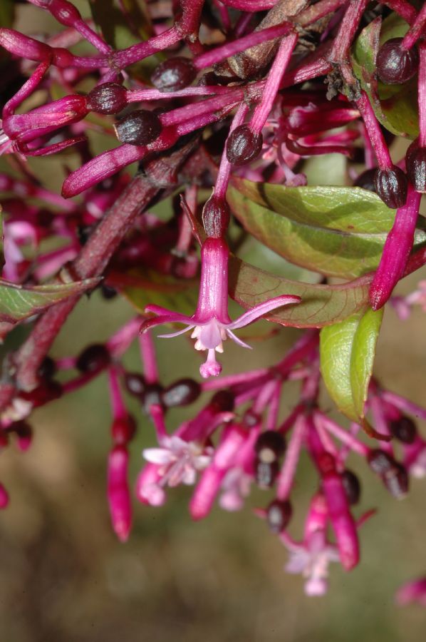 Onagraceae Fuchsia paniculata