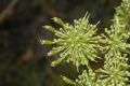 image of Myrrhidendron donnell-smithii