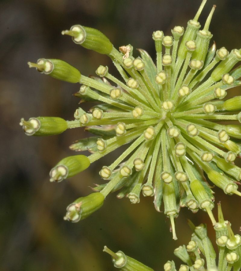 Apiaceae Myrrhidendron donnell-smithii