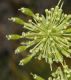 image of Myrrhidendron donnell-smithii