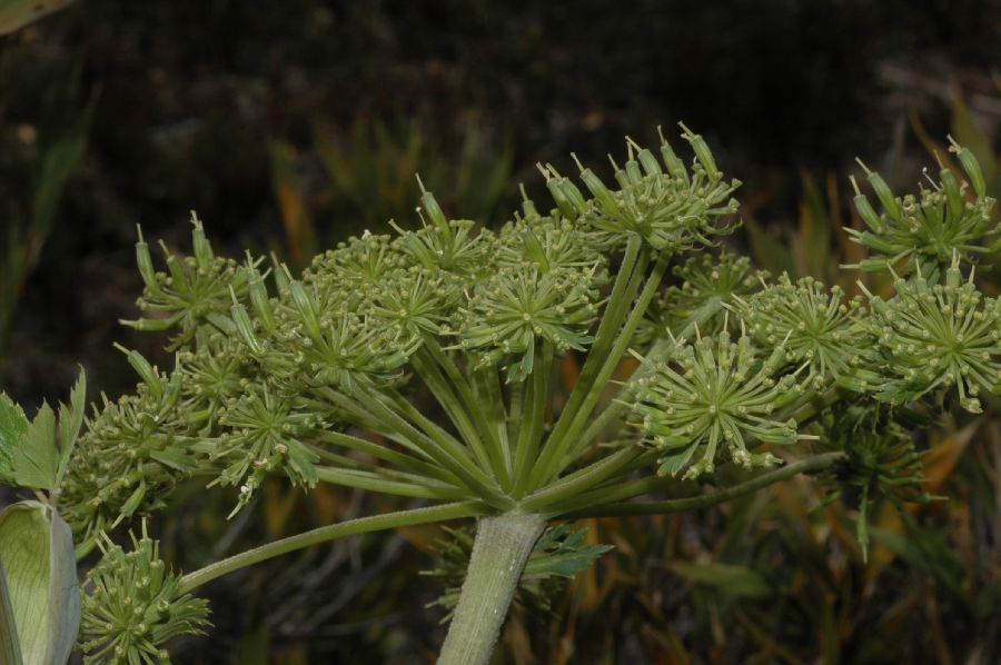 Apiaceae Myrrhidendron donnell-smithii