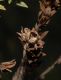image of Hypericum irazuense
