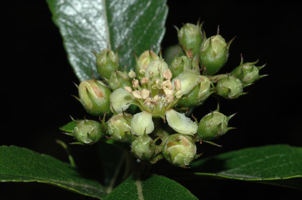 Rosaceae Hesperomeles heterophylla