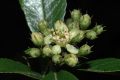 image of Hesperomeles heterophylla