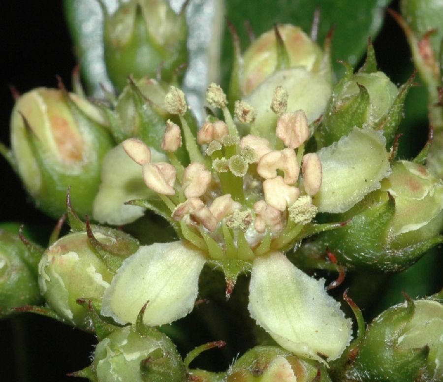 Rosaceae Hesperomeles heterophylla