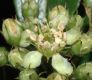 image of Hesperomeles heterophylla