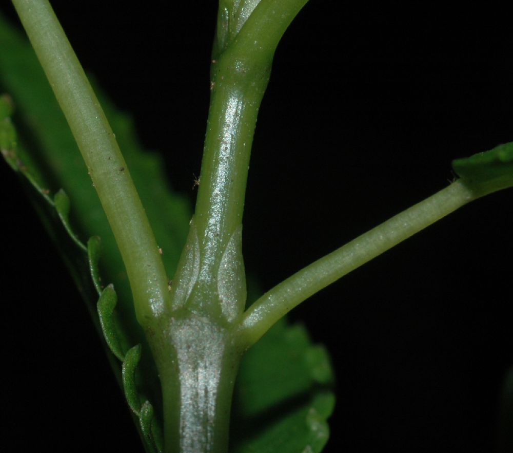 Urticaceae Pilea 