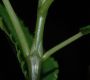 image of Pilea 