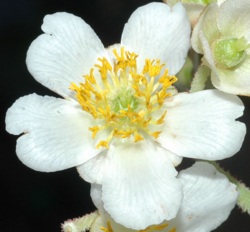 Actinidiaceae Saurauia montana
