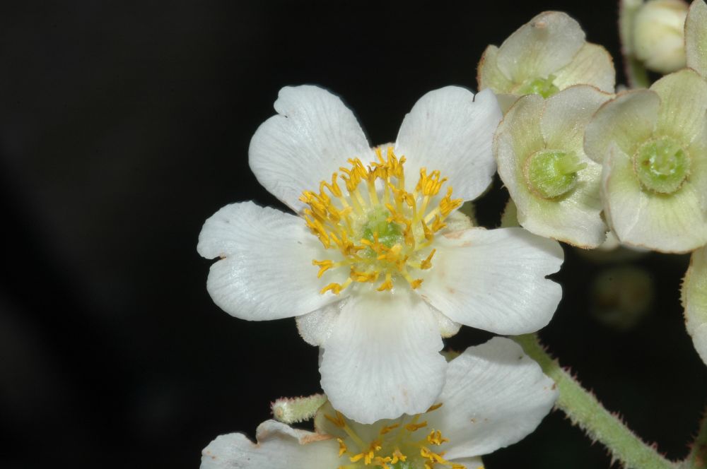 Actinidiaceae Saurauia montana
