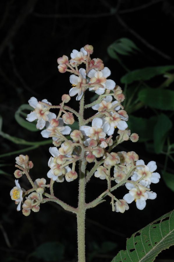 Actinidiaceae Saurauia montana