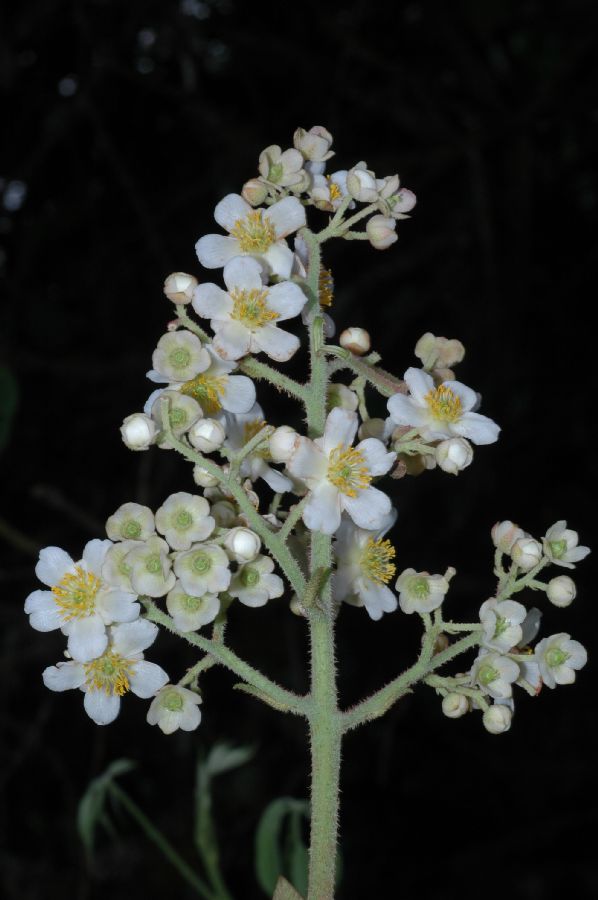 Actinidiaceae Saurauia montana