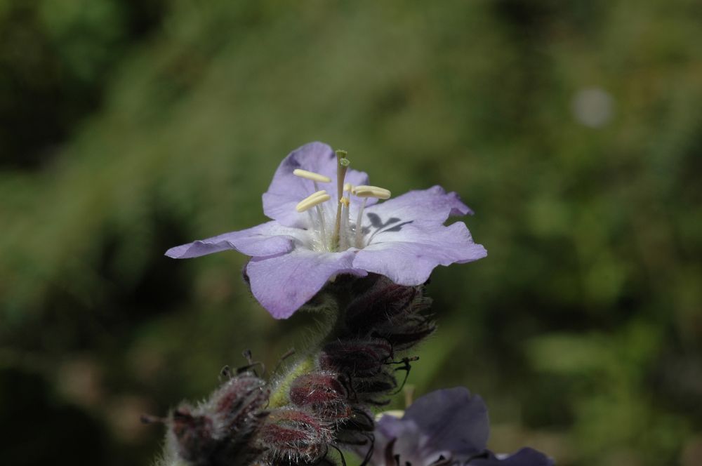 Hydrophyllaceae Wigandia urens