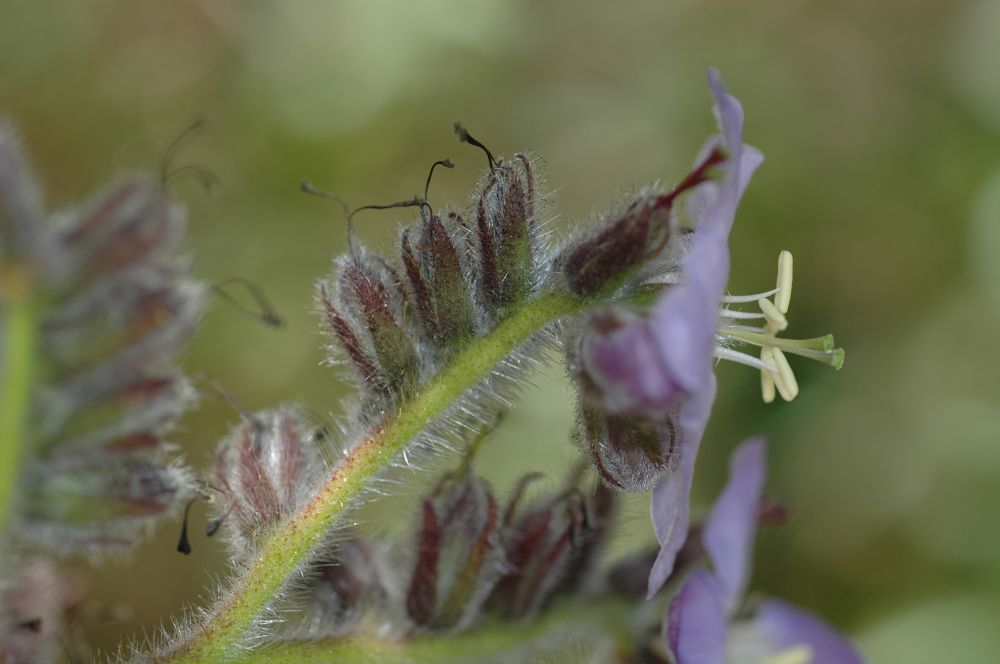 Hydrophyllaceae Wigandia urens