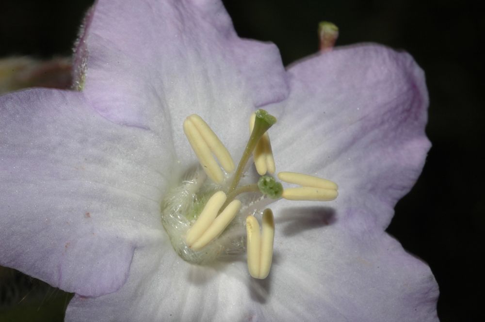 Hydrophyllaceae Wigandia urens