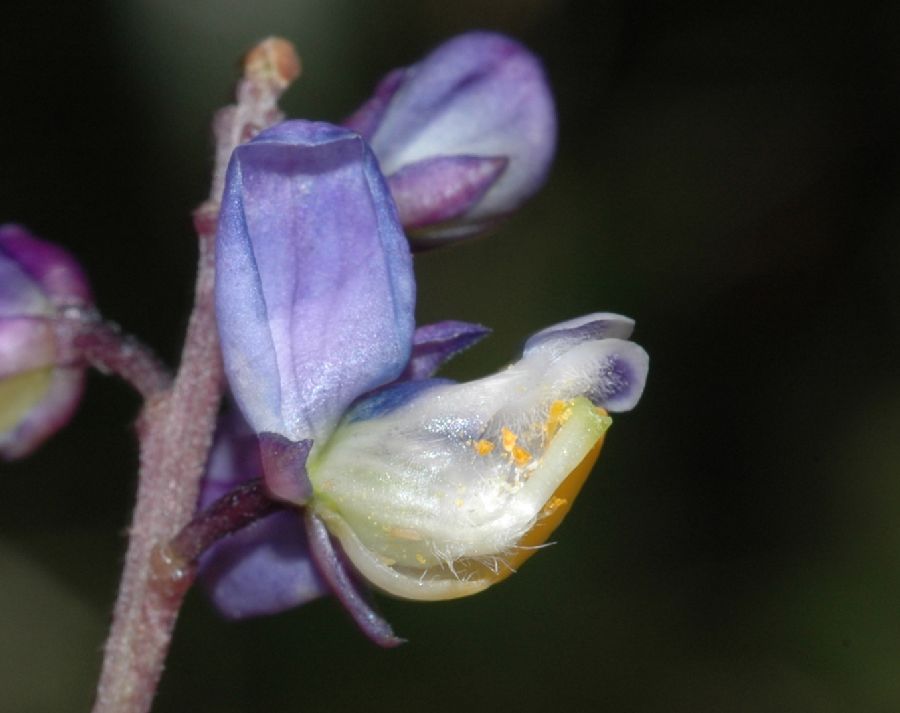 Polygalaceae Monnina cf. saprogena