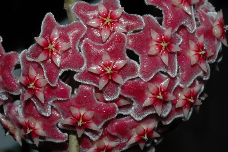 Apocynaceae Hoya 