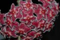 image of Hoya 
