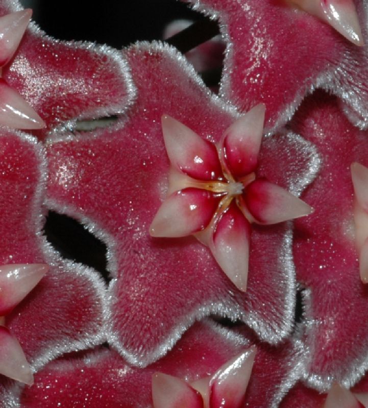Apocynaceae Hoya 