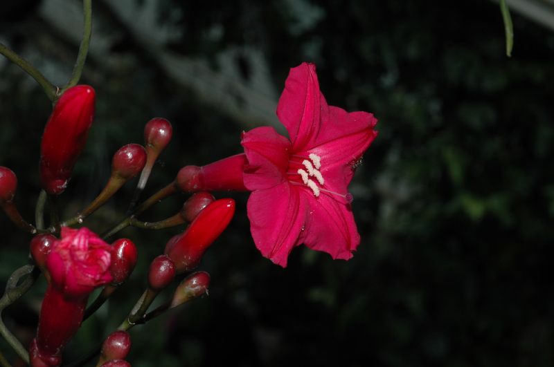 Convolvulaceae Ipomoea horsfalliae