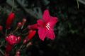 image of Ipomoea horsfalliae