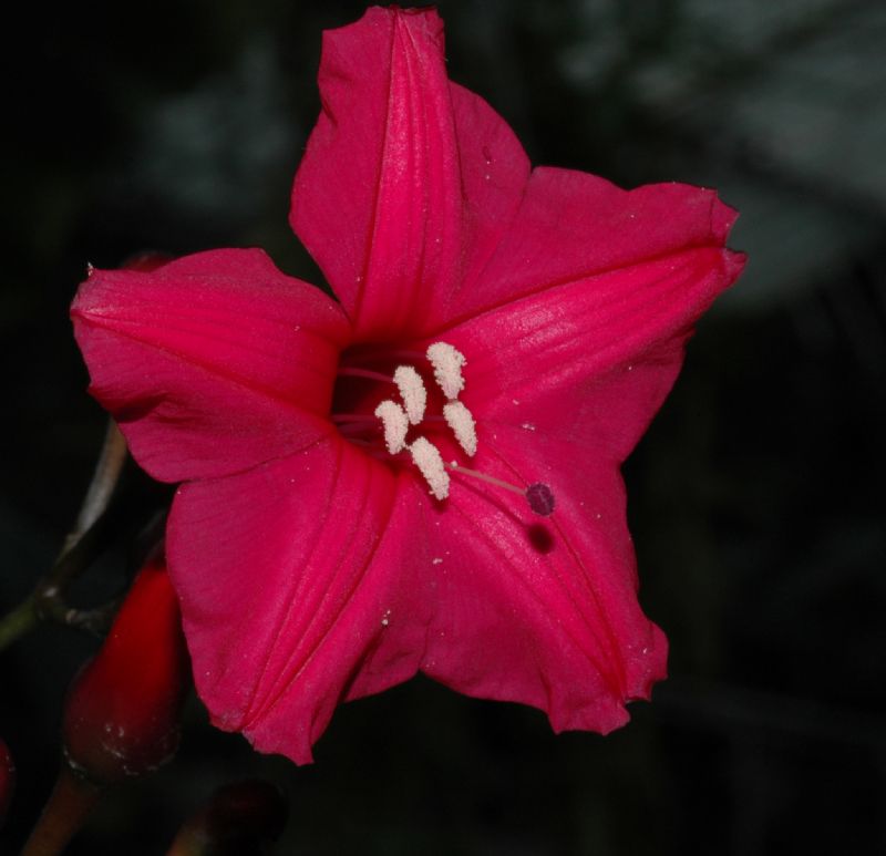 Convolvulaceae Ipomoea horsfalliae