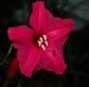 image of Ipomoea horsfalliae