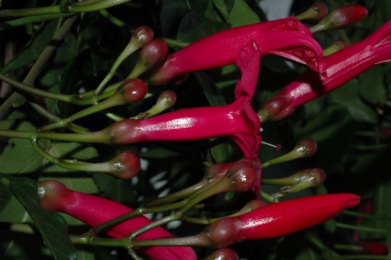 Convolvulaceae Ipomoea horsfalliae