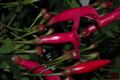 image of Ipomoea horsfalliae