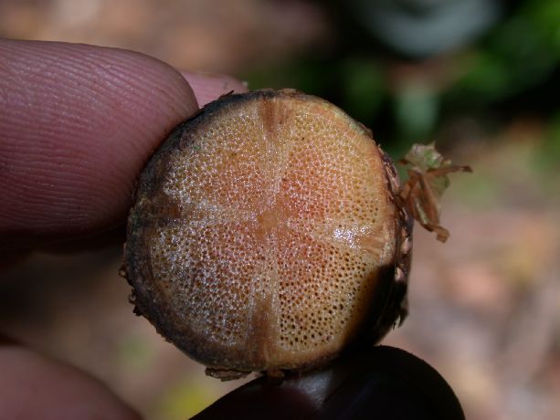 Bignoniaceae  