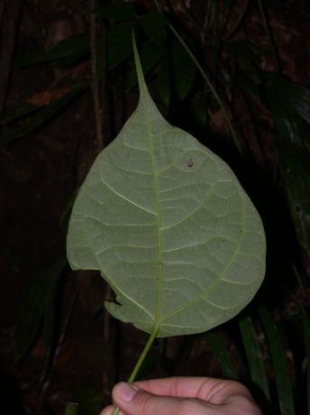 Hernandiaceae Hernandia stenura