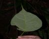 image of Hernandia stenura