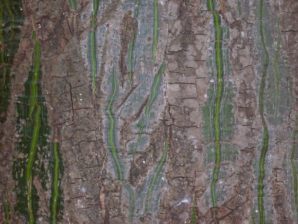 Bombacaceae Pseudobombax septenatum