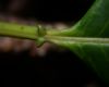 image of Sapium 