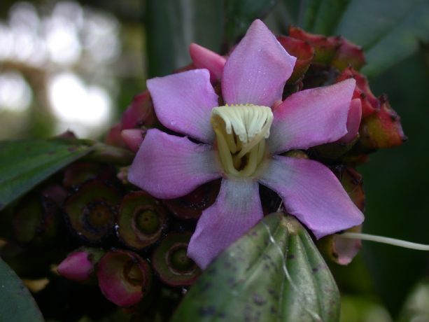 Melastomataceae Topobea parasitica