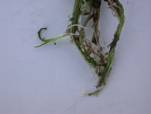 Lentibulariaceae Utricularia gibba