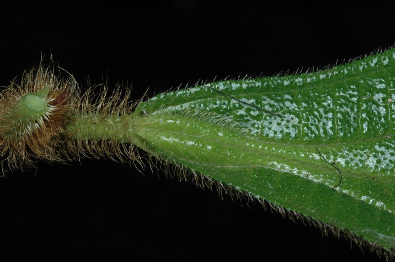 Melastomataceae Conostegia setosa